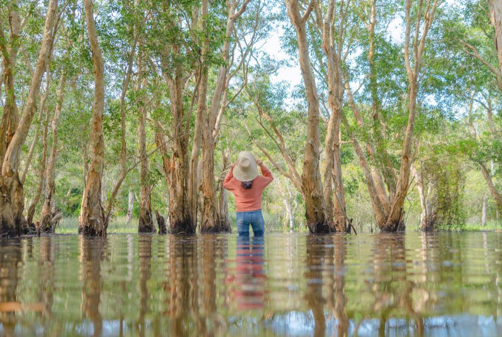 jenis-jenis hutan di Indonesia sangat banyak, di antaranya hutan mangrove