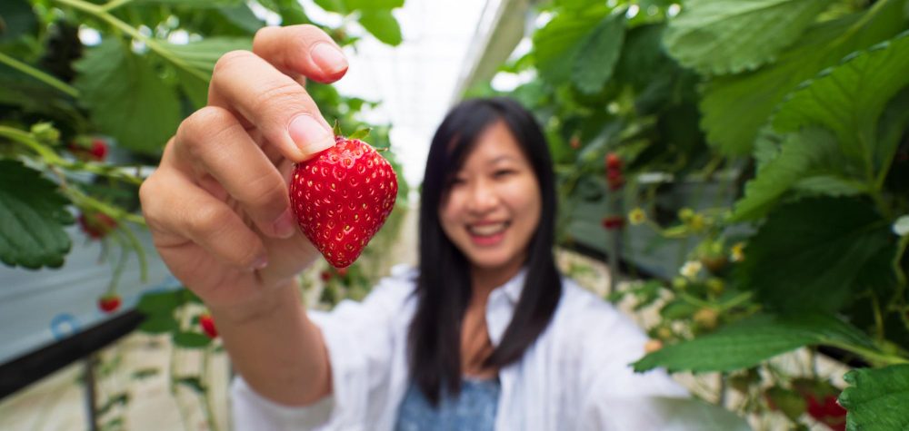 generasi strawberrry biasanya dilekatkan pada generasi z